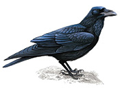 Corvi